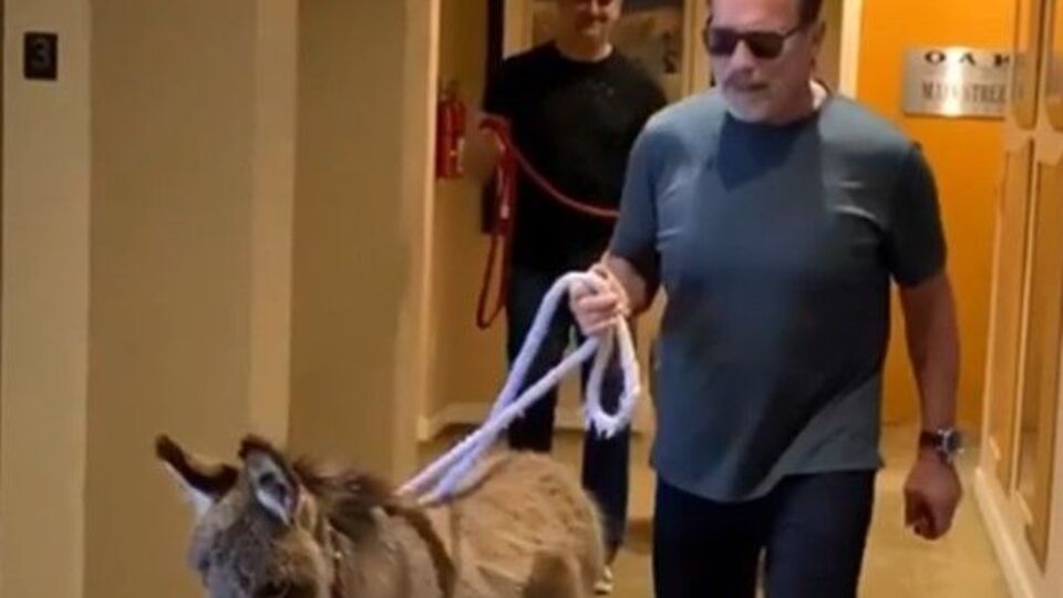 У Шварценеггера живуть два поні – Віскі і Лулу