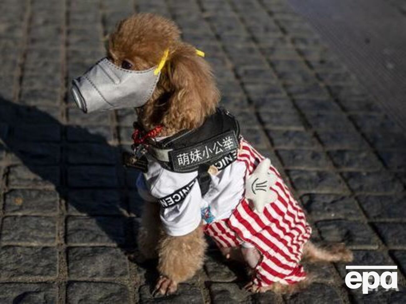 Эксперты пока не уверены, могут ли домашние животные заражать коронавирусом людей