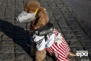 Эксперты пока не уверены, могут ли домашние животные заражать коронавирусом людей