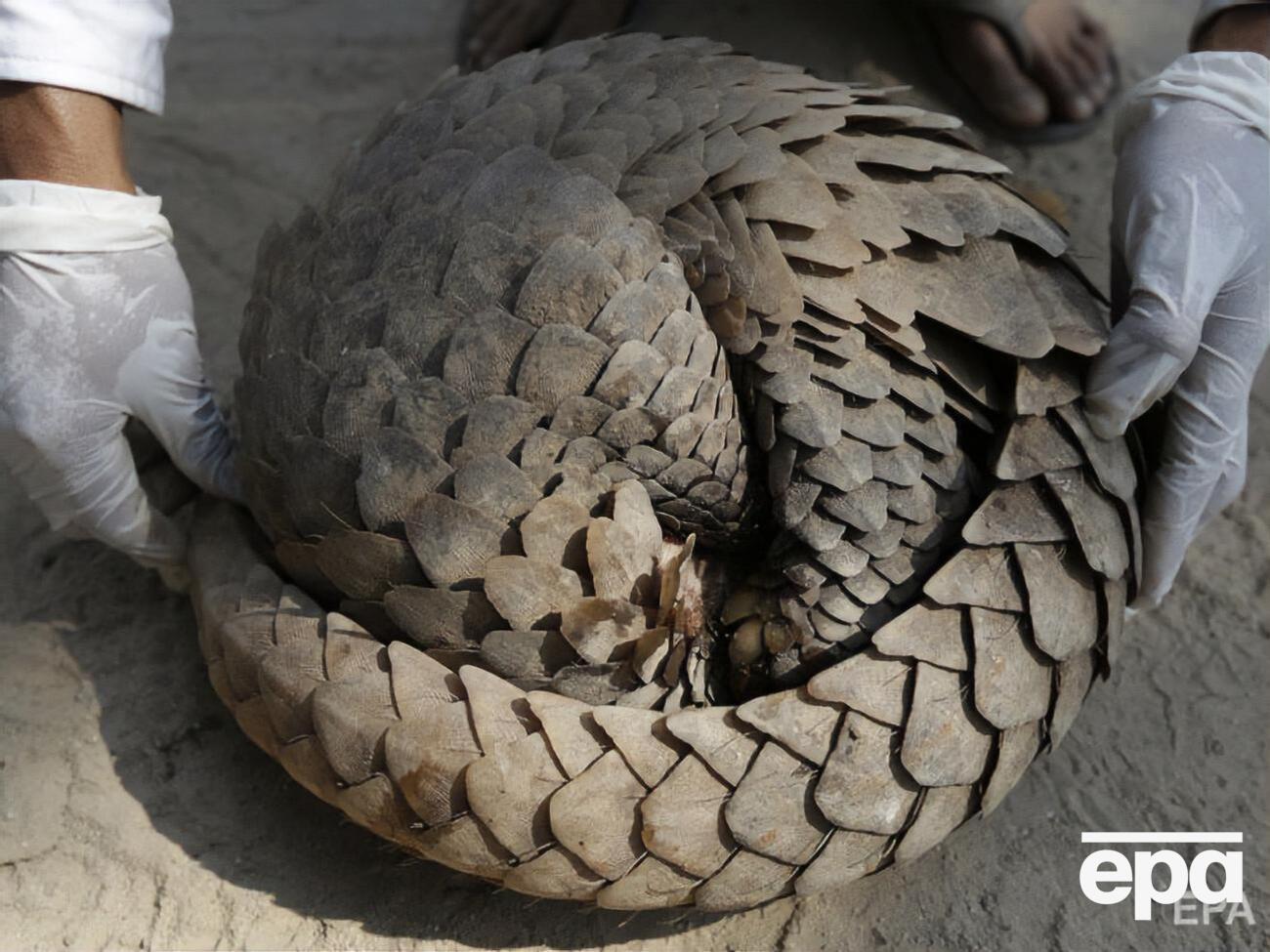 Панголіни поширені в Китаї