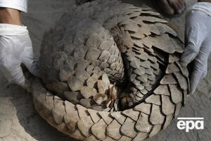 Панголіни поширені в Китаї