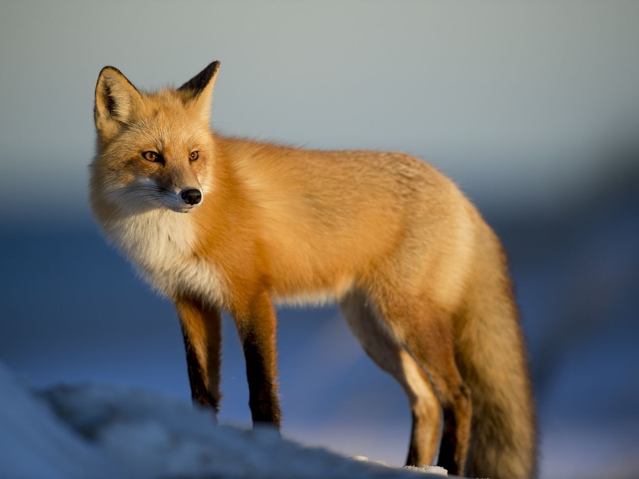 Лиса проникла в здание парламента