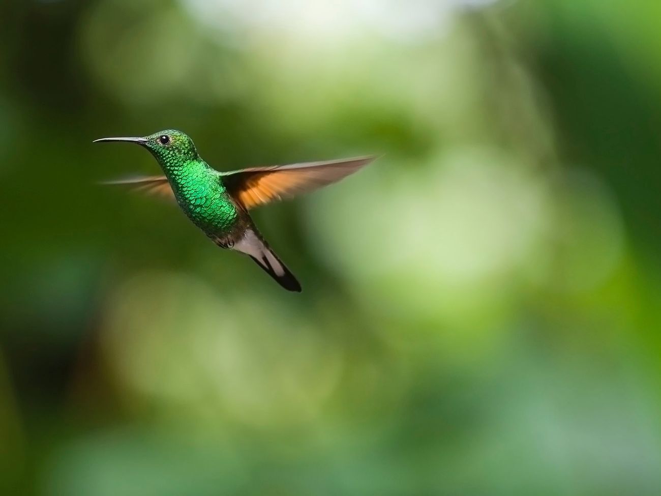 По размеру древний динозавр сопоставим с современной колибри