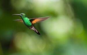 По размеру древний динозавр сопоставим с современной колибри