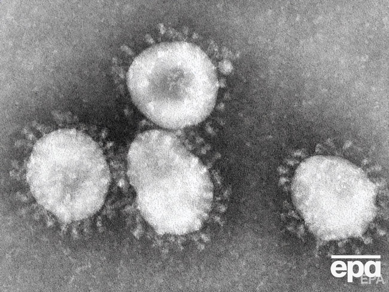 Ученые пытаются понять природу коронавируса