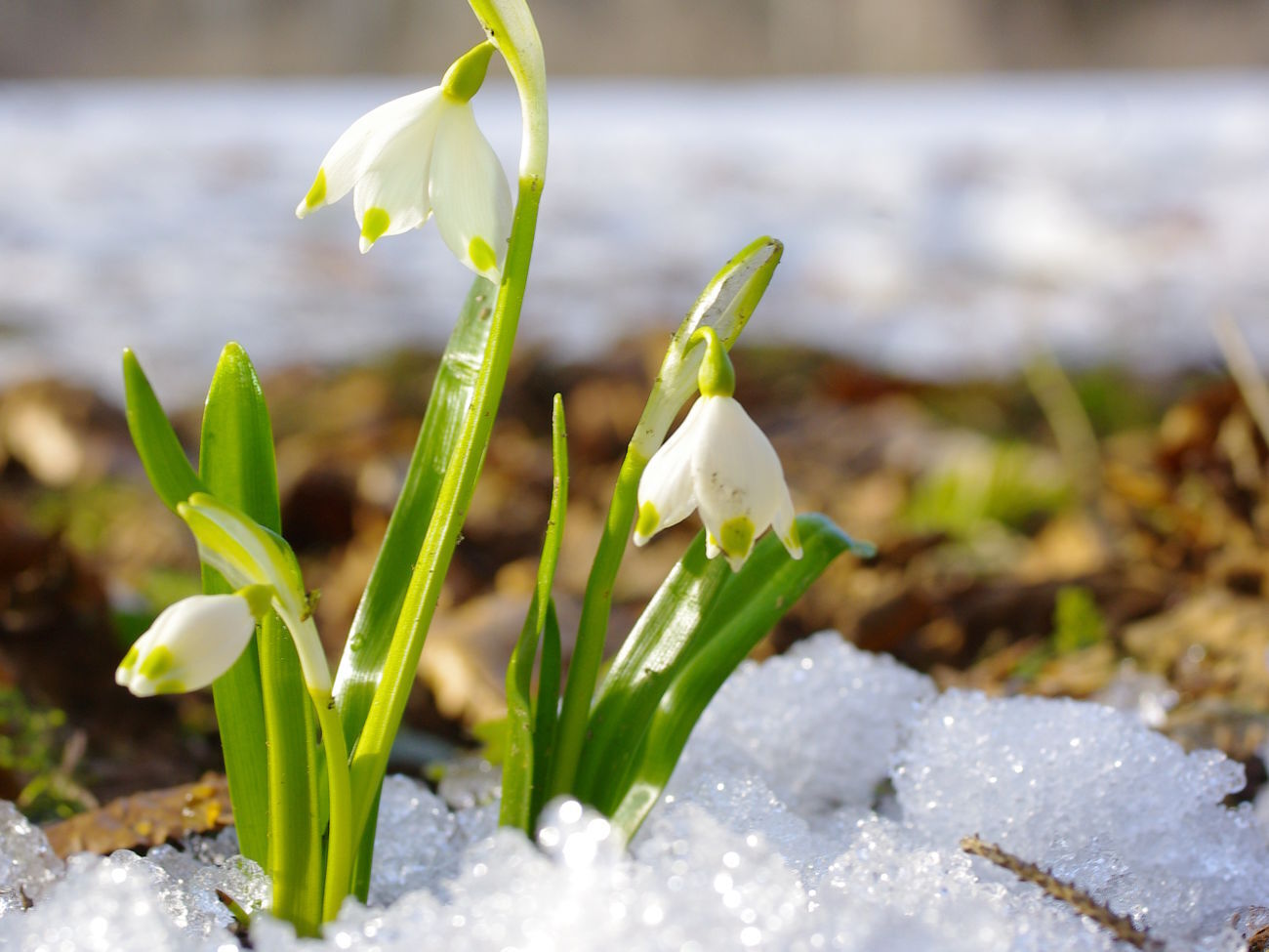 У північних та західних областях України прогнозують невеликий сніг