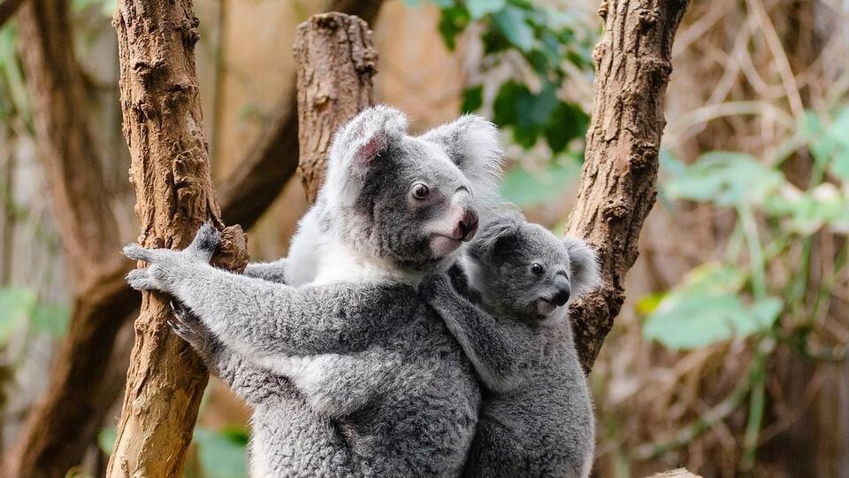 Защитники животных считают, что коалам нужно предоставить статус исчезающих животных