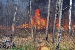 К тушению пожара в Чернобыльской зоне привлекли более 80 единиц техники