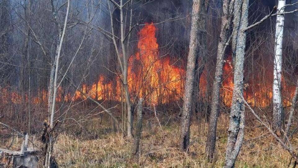 К тушению пожара в Чернобыльской зоне привлекли более 80 единиц техники