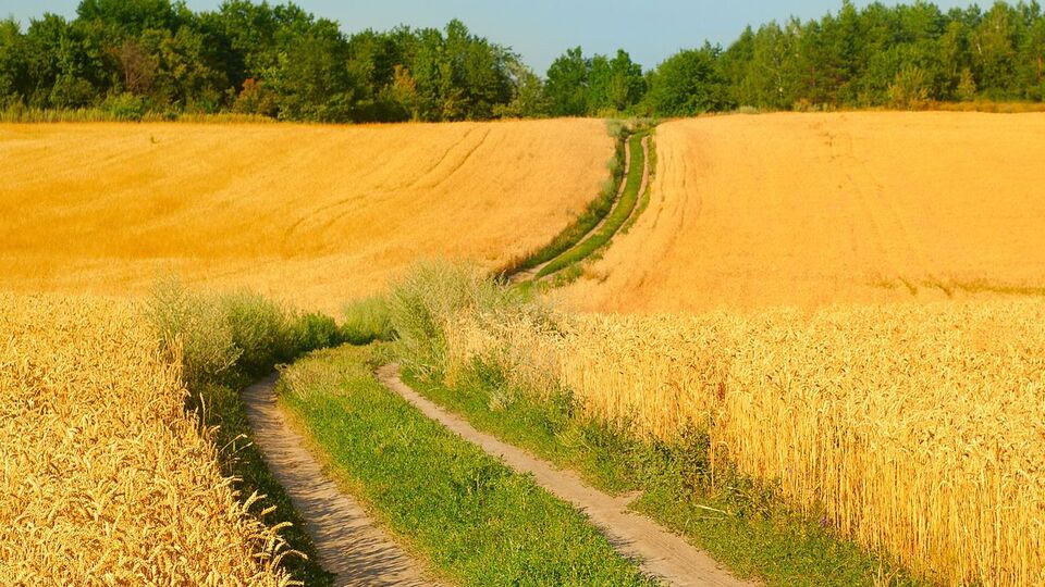 Минэкономики подписало меморандум с основными участниками украинского зернового рынка