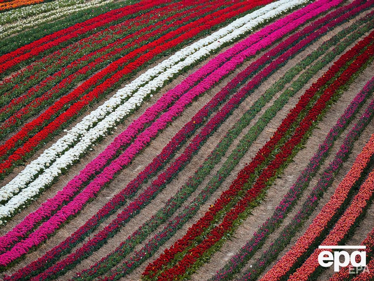 В Нидерландах&nbsp;фермеры опасаются новой вспышки коронавируса