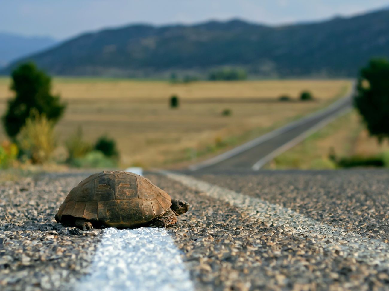 В Италии с собаками гулять можно, а с черепахами &ndash; нельзя