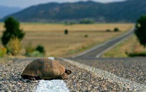 В Италии с собаками гулять можно, а с черепахами – нельзя