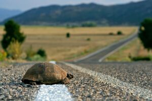 В Италии с собаками гулять можно, а с черепахами – нельзя