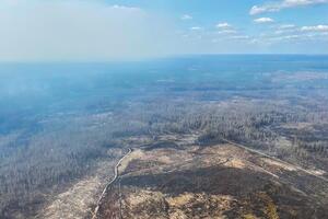 Пожары в Житомирской области начались из-за урагана, а также из-за сжигания сухостоя