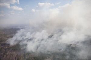 У Житомирській області тривають лісові пожежі