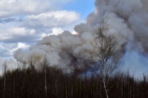 Новых возгораний в лесных массивах Житомирской области не зафиксировано, заявили в Гослесагентстве