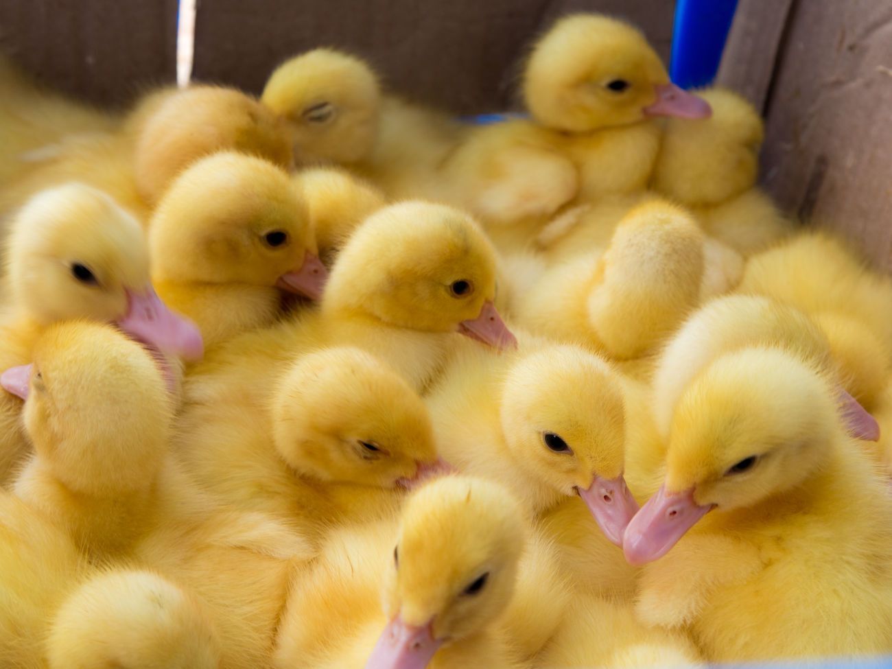 В Украине разрешили продавать утят и другой молодняк домашней птицы