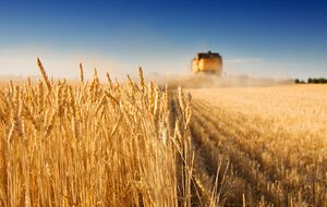 В 2019 году в Украине собрали рекордные 75 млн тонн зерновых и зернобобовых культур