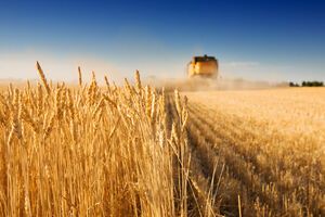 В 2019 году в Украине собрали рекордные 75 млн тонн зерновых и зернобобовых культур