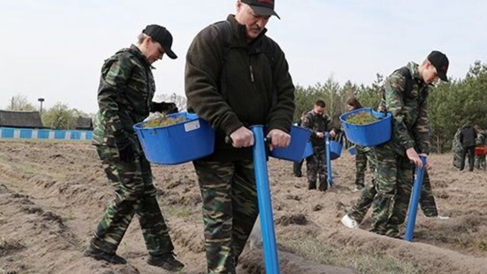 Лукашенко во время субботника работал на посадке деревьев в агрогородке Лясковичи