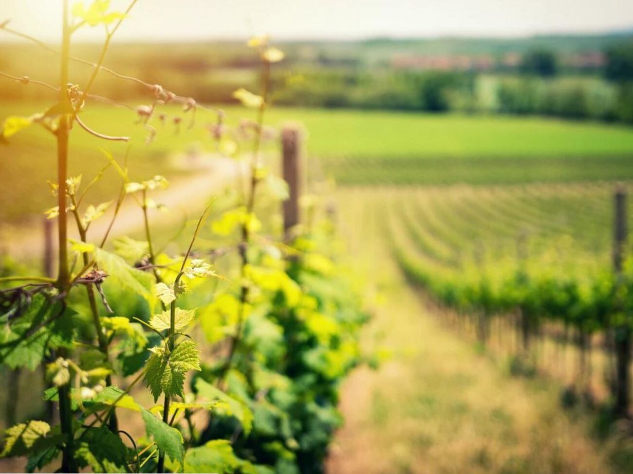 Рішення про перехід на contract growing ухвалили після значного зростання продажів крафтових і маркових коньяків