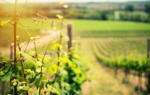 Рішення про перехід на contract growing ухвалили після значного зростання продажів крафтових і маркових коньяків