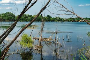 Річка Ірпінь Київської області заростає і міліє