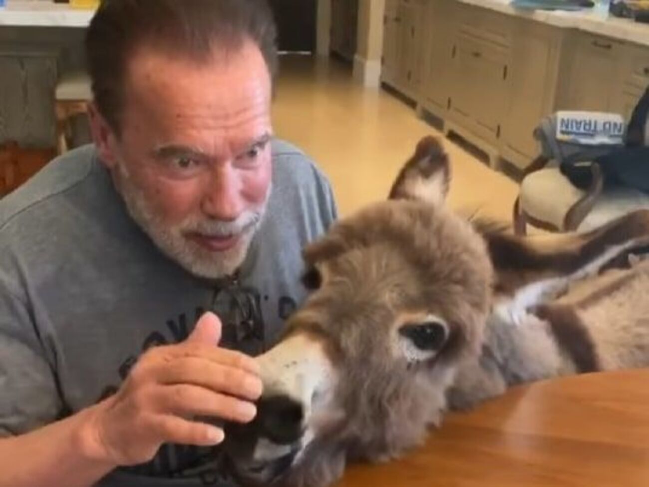 Шварценеггер на честь дня народження пригостив ослицю пирогом