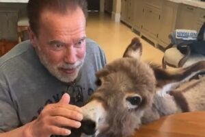 Шварценеггер на честь дня народження пригостив ослицю пирогом