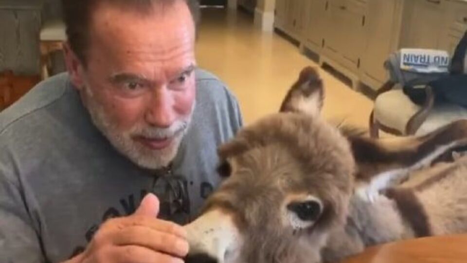 Шварценеггер на честь дня народження пригостив ослицю пирогом