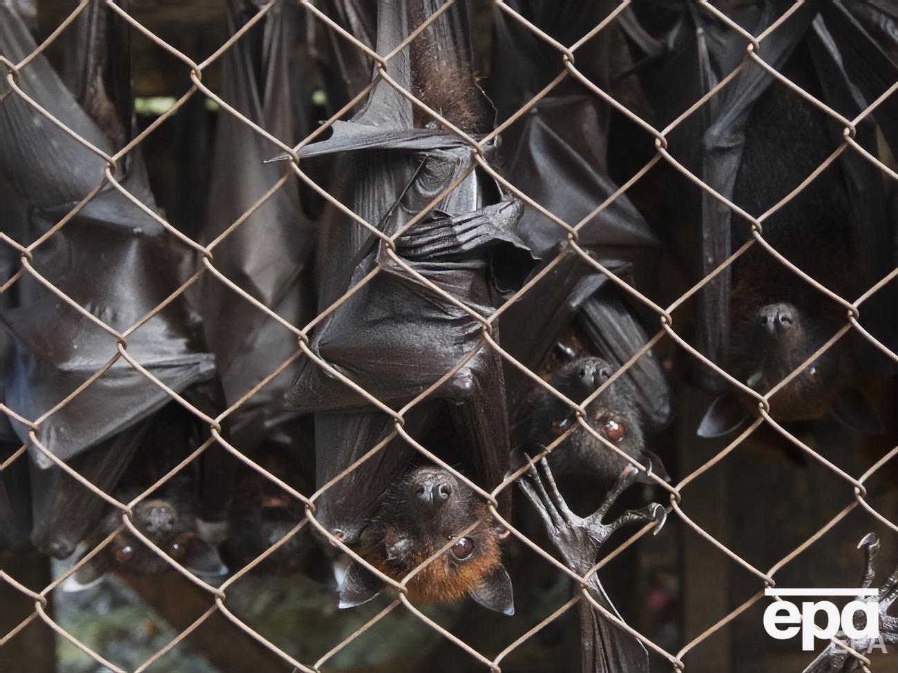 Кажанів&nbsp;використовують у китайській народній медицині