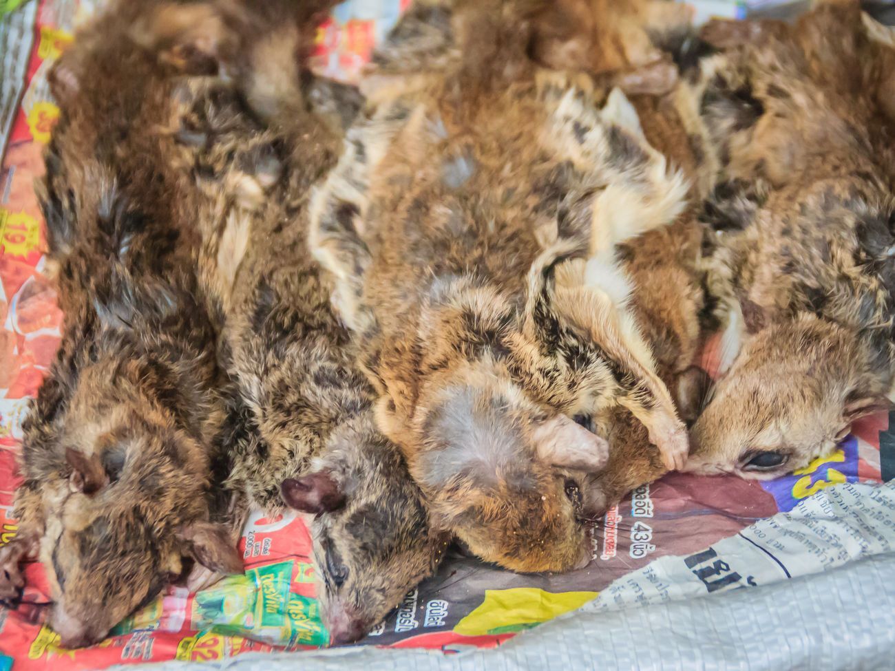 Ученые полагают, что&nbsp;в цепочке передачи вируса SARS-CoV-2, который вызывает заболевание COVID-19, задействованы дикие животные