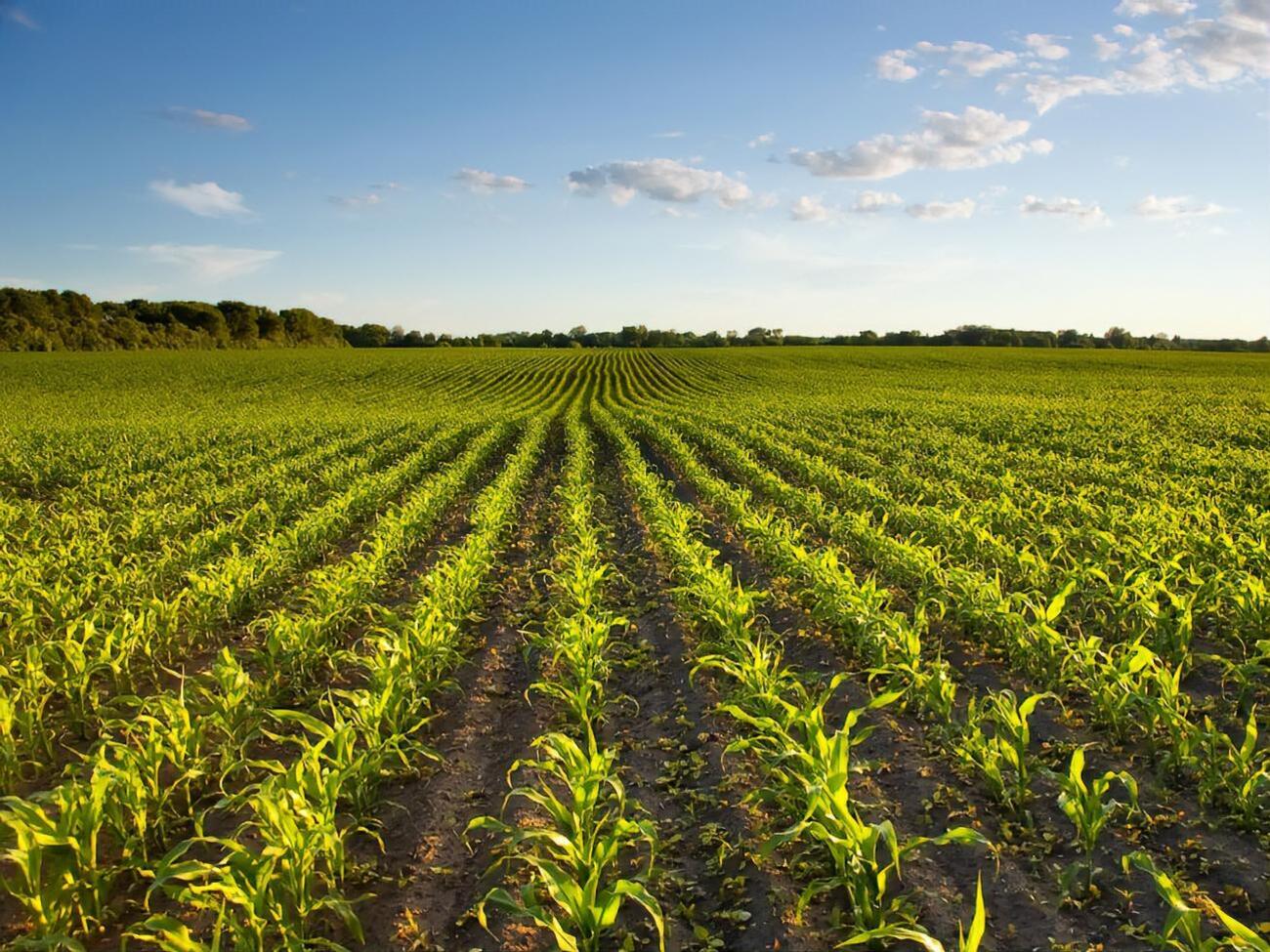 Ринок землі запустять в Україні для фізичних осіб із липня 2021 року, для юридичних &ndash; із січня 2024-го