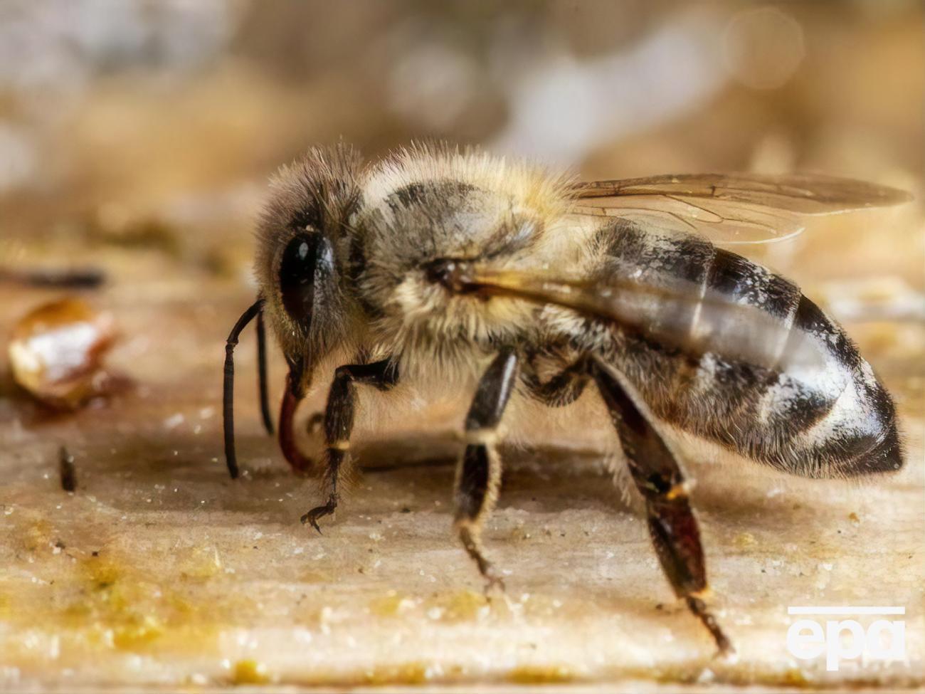 Жертвой пчел стал 37-летний мужчина