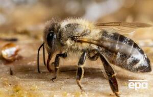 Жертвой пчел стал 37-летний мужчина