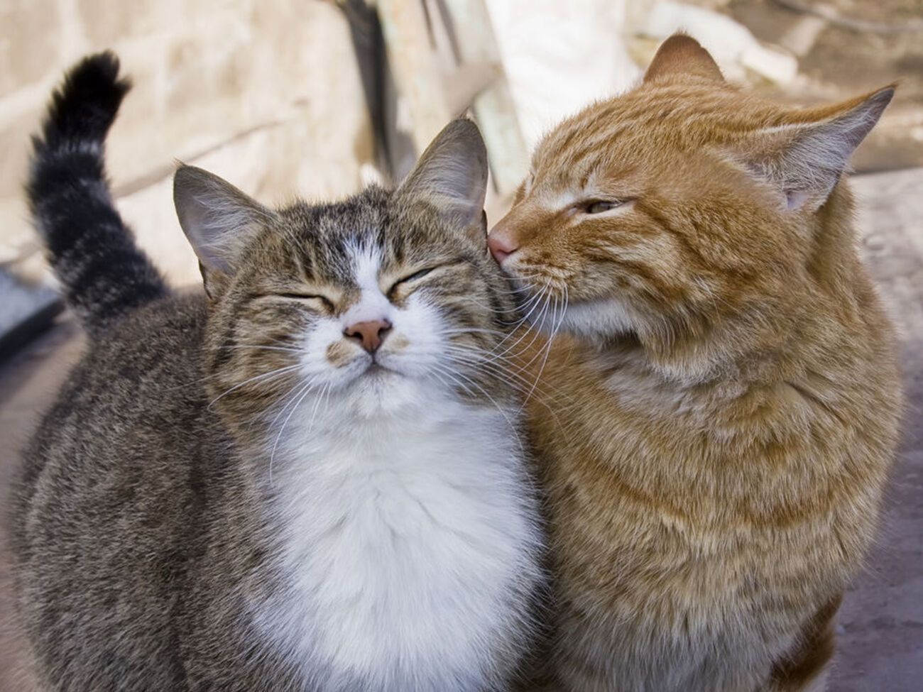 У троих кошек в крови были выявлены антитела к COVID-19