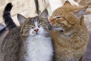 У трьох кішок у крові виявлили антитіла до COVID-19