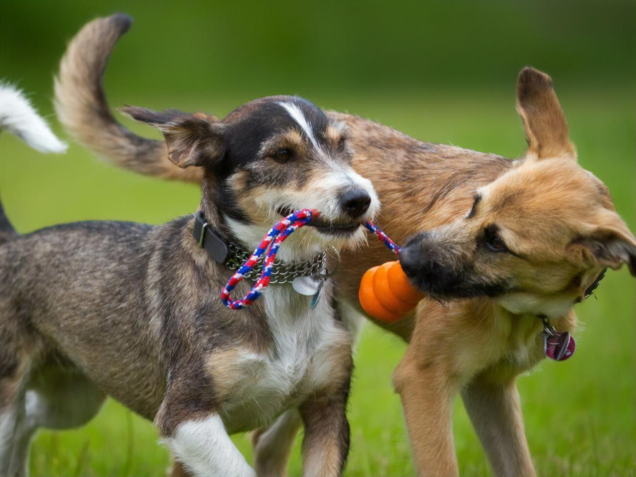 Малюська отметил, что, кроме собак, на СЕТАМ могут появиться лоты с тиграми и медведями