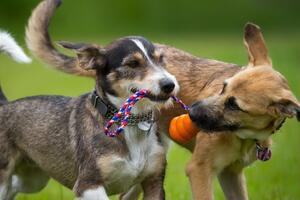 Малюська отметил, что, кроме собак, на СЕТАМ могут появиться лоты с тиграми и медведями
