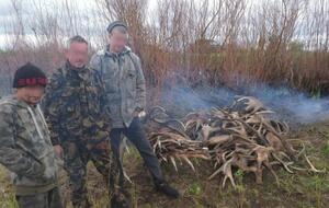 Полиция изъяла рога диких лосей