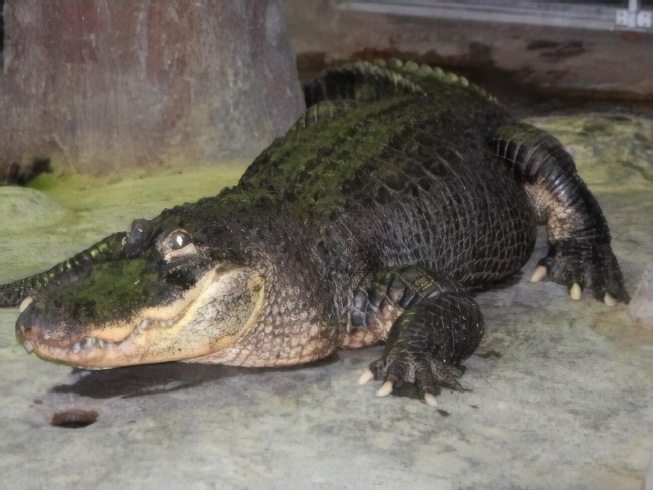 В зоопарке Москвы говорят, что встретили с аллигатором 75-летие Победы
