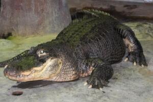 В зоопарке Москвы говорят, что встретили с аллигатором 75-летие Победы
