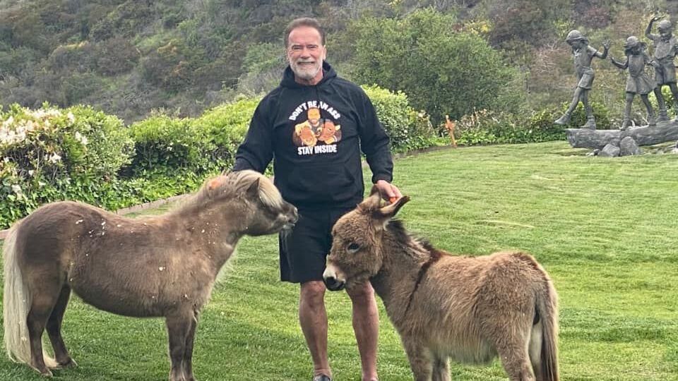 Ослиця Лулу й поні Віскі – вихованці Шварценеггера, про життя яких він розповідає в соцмережах