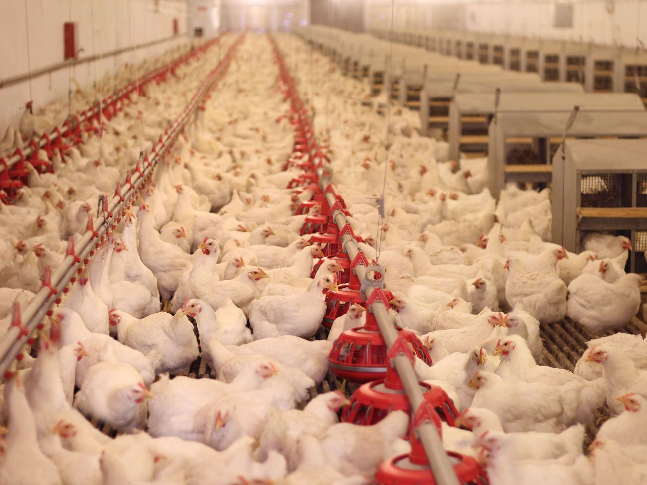 Без электричества на птицефабрике отключается вентиляция
