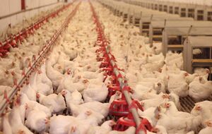 Без электричества на птицефабрике отключается вентиляция