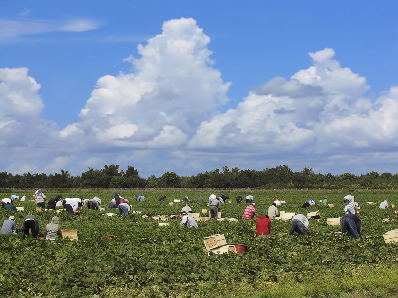 Польские компании испытывают&nbsp;острую нехватку рабочей силы после того, как&nbsp;многие украинцы покинули страну из-за пандемии коронавируса