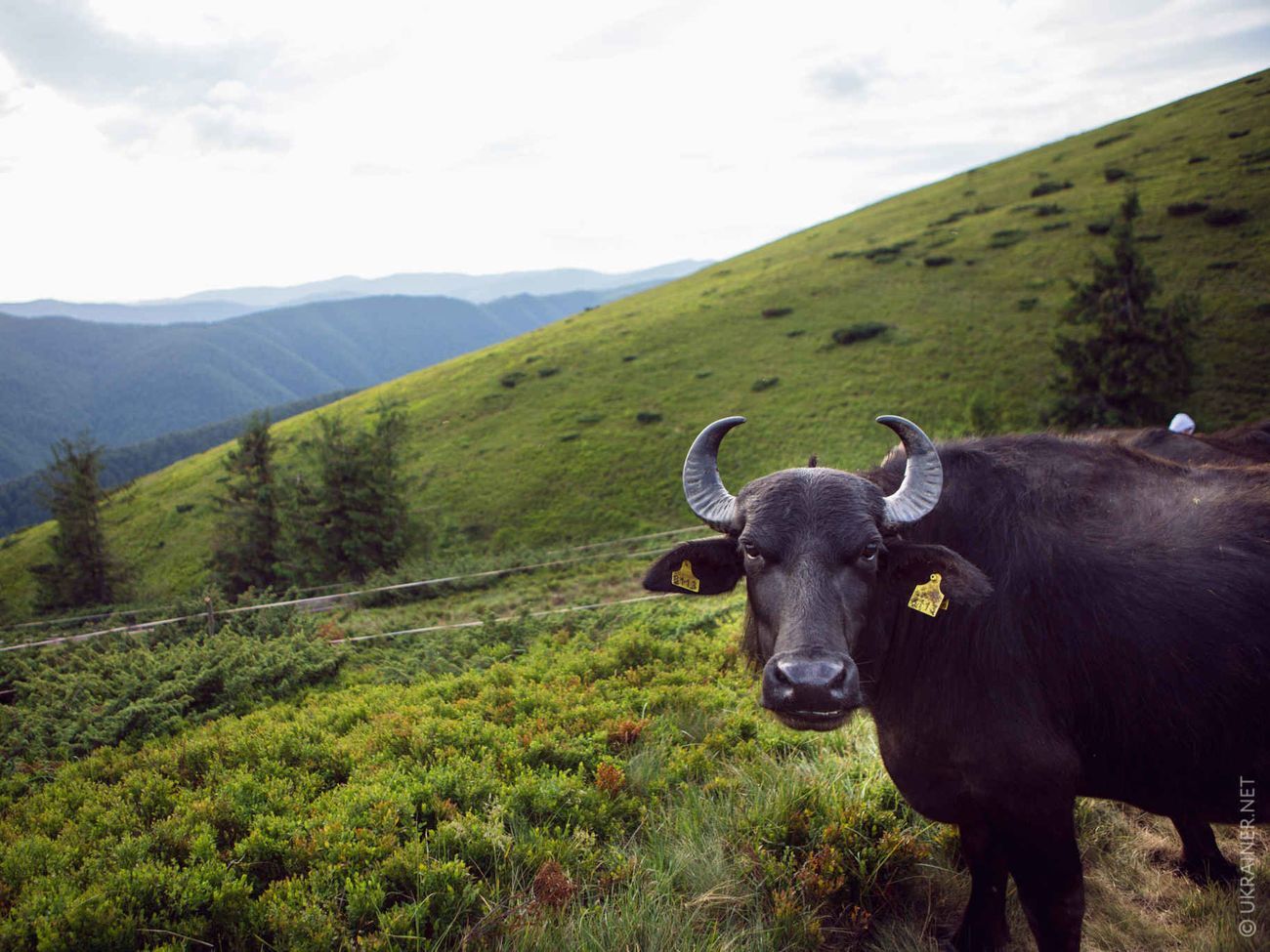 У Долині нарцисів випасатимуть карпатських буйволів