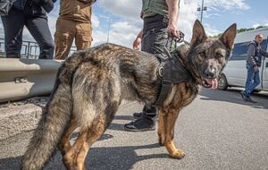Овчарка отогнала "минера" от предполагаемой бомбы