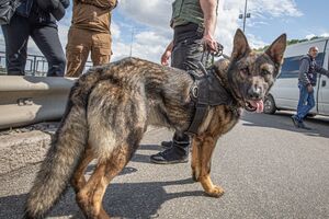 Вівчарка відігнала "мінера" від імовірної бомби